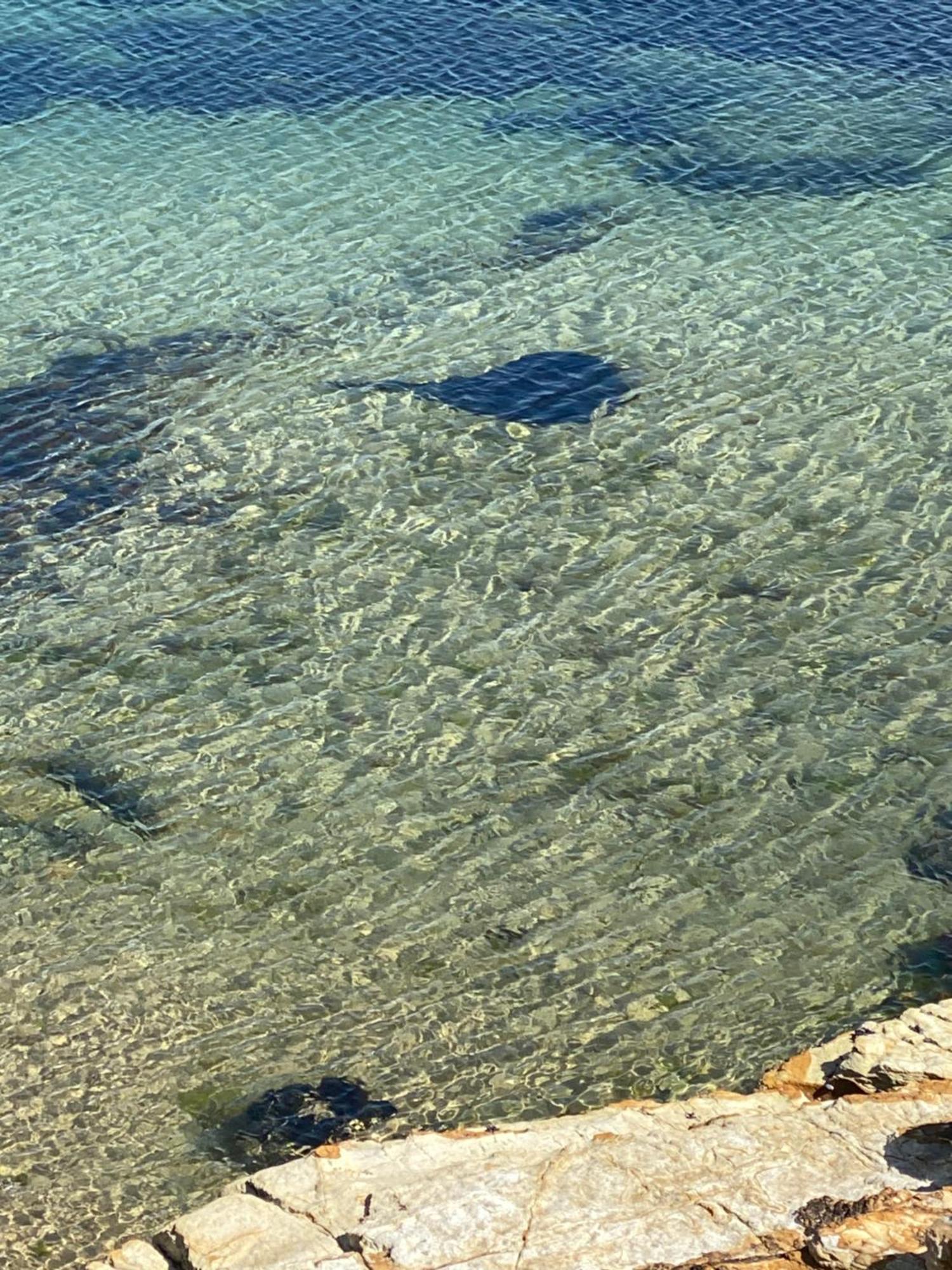 Beach Buoy Opossum Bay South Arm Εξωτερικό φωτογραφία